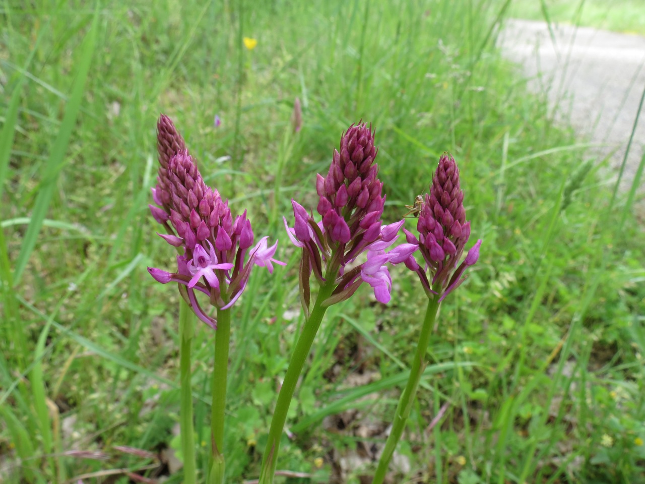 Orchis pyramidal 1270